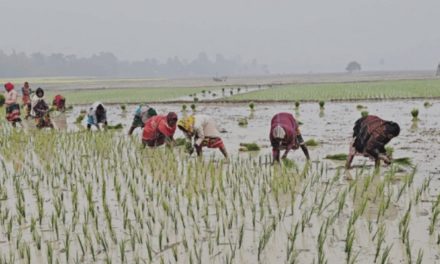 শৈত্য প্রবাহ থেকে ফসল রক্ষায় কৃষি পরামর্শ