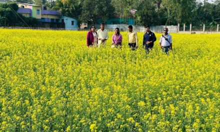 কম খরচে লাভ বেশি, সরিষা চাষে আগ্রহ বাড়ছে পটিয়ায় চাষীদের