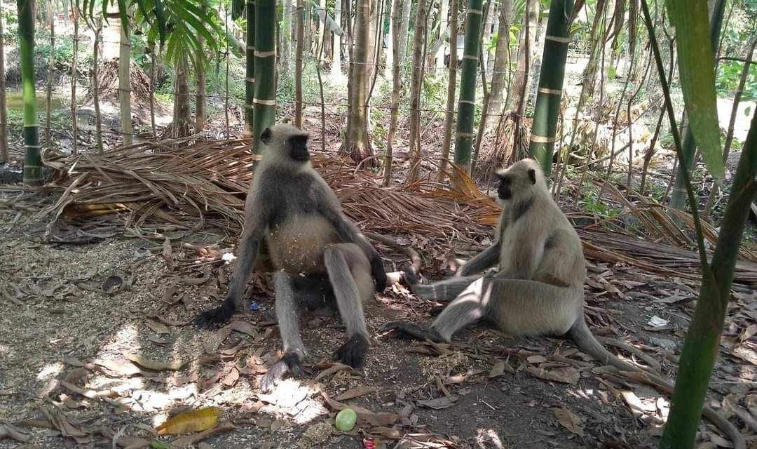 রামপালে লোকালয়ে ঘুরছে দুটি হনুমান