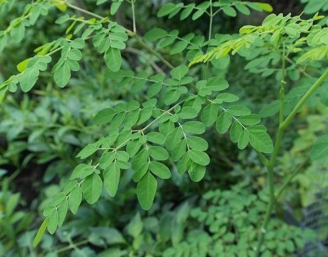 অল্প খরচে সুস্থ থাকার জন্য পুষ্টিকর খাবার খান – সজনে শাক