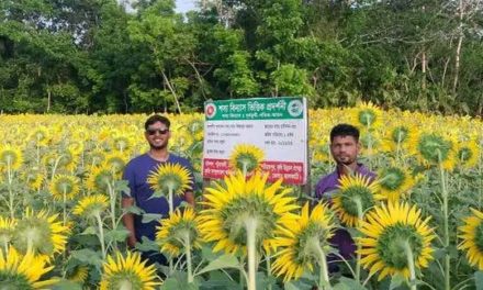 সূর্যমুখীর ফলনে কৃষকের মুখে হাসির ঝিলিক