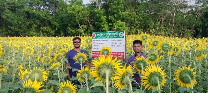 সূর্যমুখীর ফলনে কৃষকের মুখে হাসির ঝিলিক